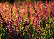 九游官网-威尔士横扫勒沃库森，内马尔成为关键先生，一场跨界的足球奇迹